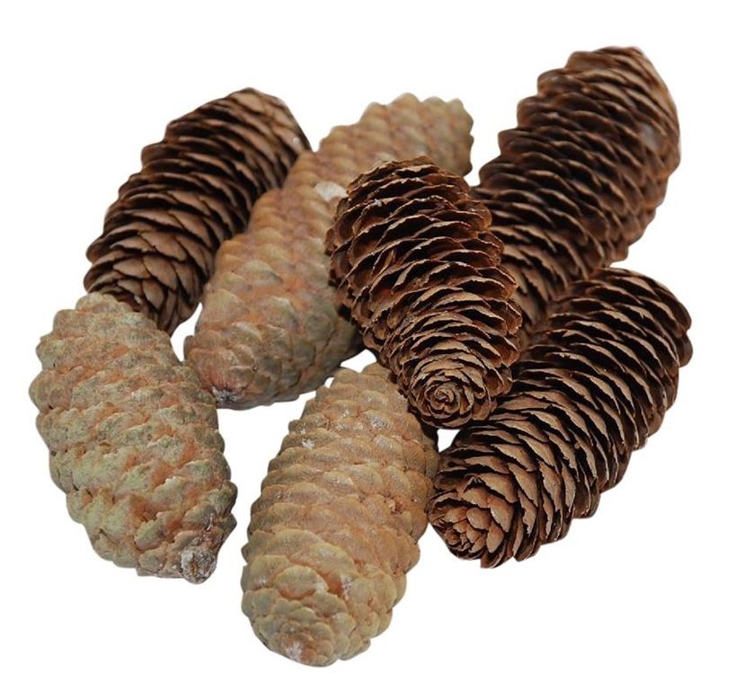 Denneappel spruce 6-8 cm naturel - HBX Deco