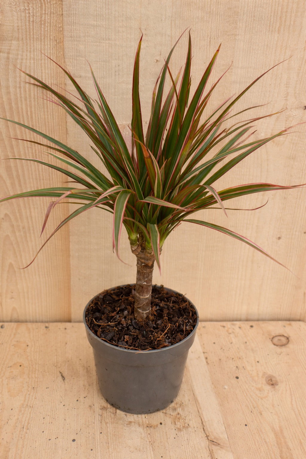 Drakenbloedboom Dracaena Fragrans Bicolor/Creme-Roze H40-60 cm potmaat 17 cm 1 stam kamerplant Warentuin Natuurlijk - Warentuin natuurlijk