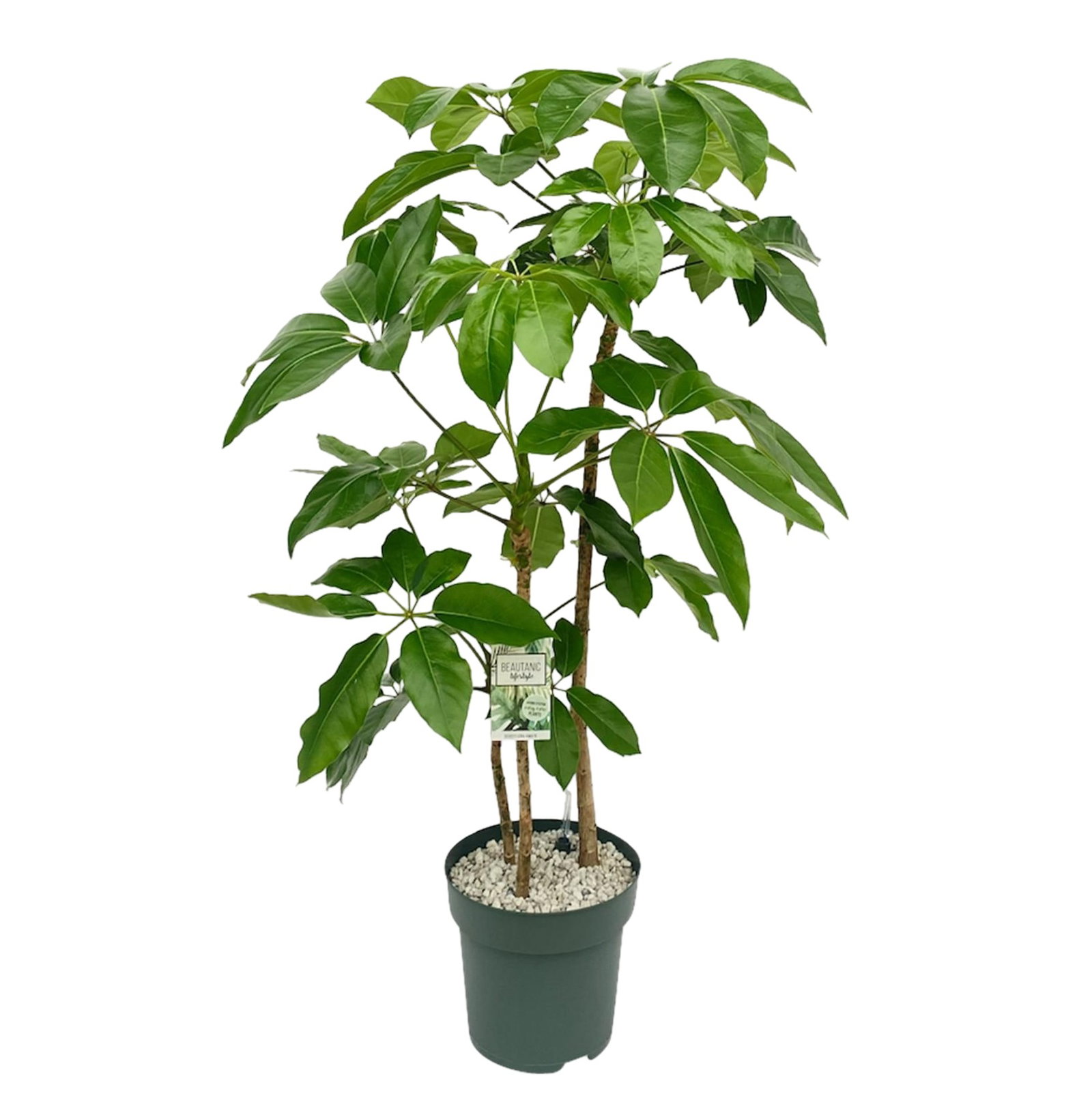 Schefflera Amate (Toef) Potmaat 30 H130-140 kamerplant Beautanic Lifestyle - Beautanic lifestyle