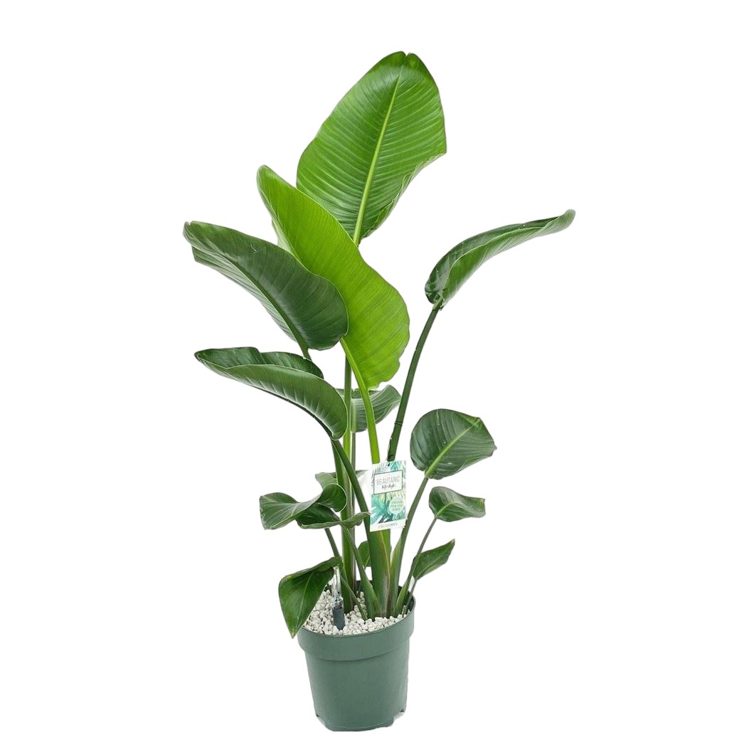 https://cdn.warentuin.nl/media/catalog/product/8/7/8720938550232_0371.jpg