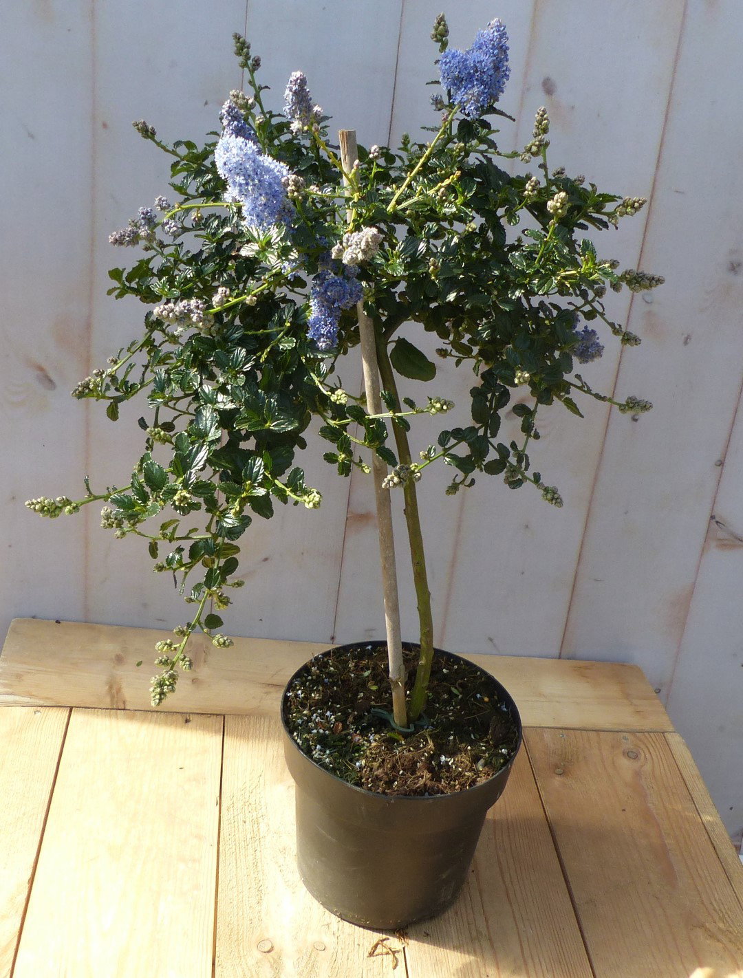 https://cdn.warentuin.nl/media/catalog/product/A/m/Amerikaanse_sering_op_stam_hoogte_60_cm_Warentuin_Natuurlijk_5516.jpg