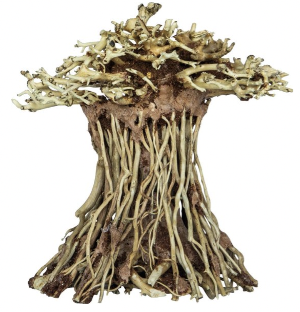 https://cdn.warentuin.nl/media/catalog/product/A/q/Aquarium_decoratie_Bonsai_mushroom_medium_Superfish_c752.png