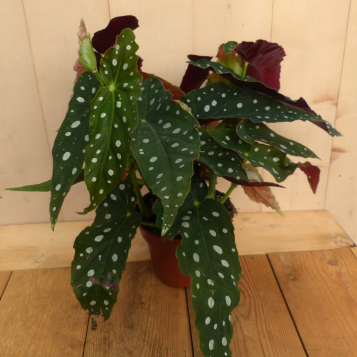 Begonia Maculata met stip Begoniaceae kamerplant Stippenbegonia Warentuin Natuurlijk - Warentuin natuurlijk
