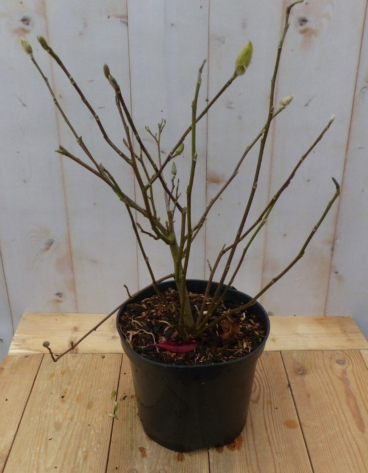 https://cdn.warentuin.nl/media/catalog/product/B/e/Beverboom_Magnolia_Soulangeana_Tulpenboom__1__ccfd.jpg