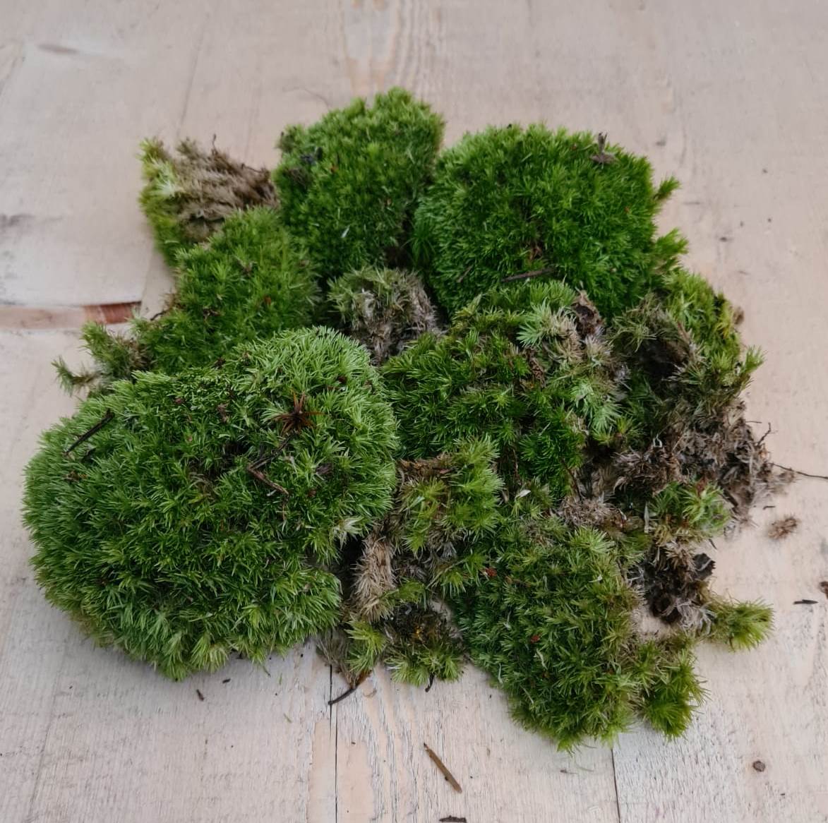 https://cdn.warentuin.nl/media/catalog/product/B/o/Bolmos_in_bakje_Warentuin_Natuurlijk__1__96de.jpeg