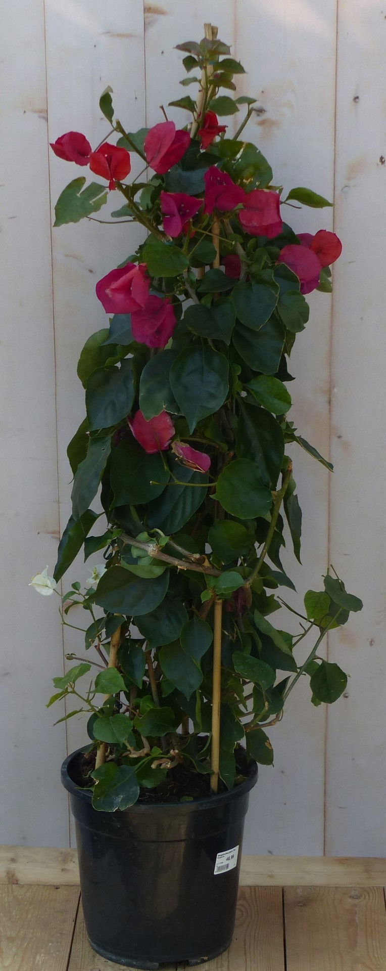 https://cdn.warentuin.nl/media/catalog/product/B/o/Bougainvillea_roze_op_stok_120_Warentuin_Natuurlijk_b8c8.jpg