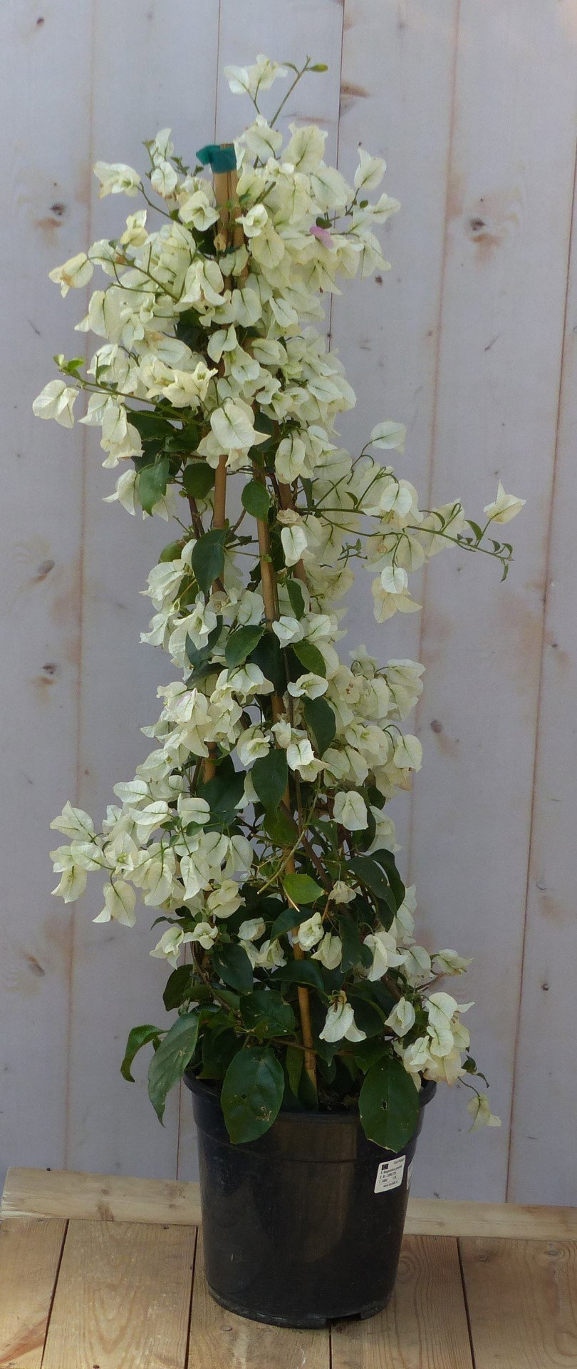 Bougainvillea wit op stok 70 tot 100 cm Warentuin Natuurlijk - Warentuin natuurlijk