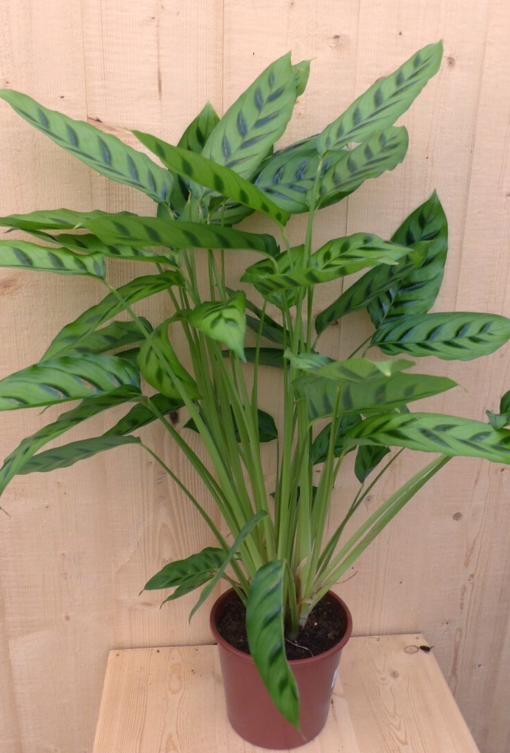 https://cdn.warentuin.nl/media/catalog/product/C/a/Calathea_Leopardina_Pauwenplant_lichtgroen_smal_blad_60_fd06.png