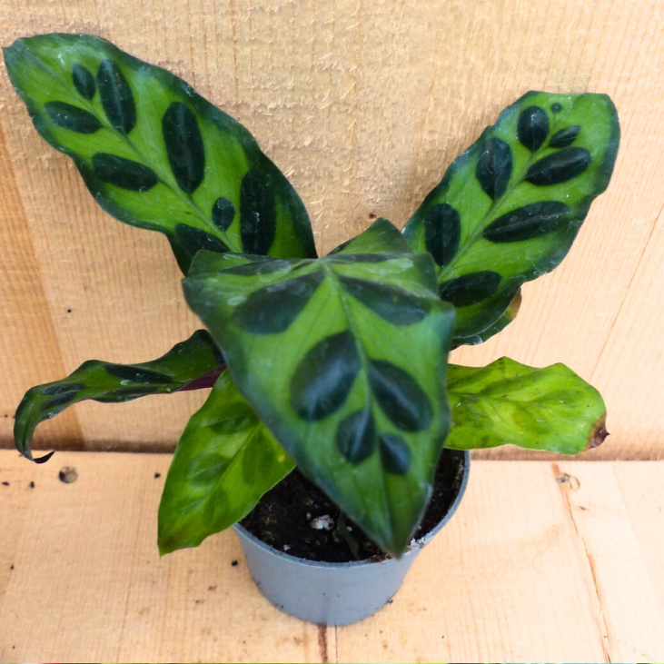 Calathea Makoyana Pauwenplant klein kamerplant Warentuin Natuurlijk - Warentuin natuurlijk