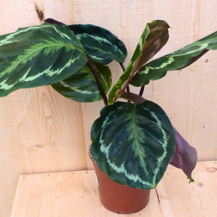 Calathea Medaillon Pauwenplant donkergroen groot blad 30 cm kamerplant Warentuin Natuurlijk - Warentuin natuurlijk