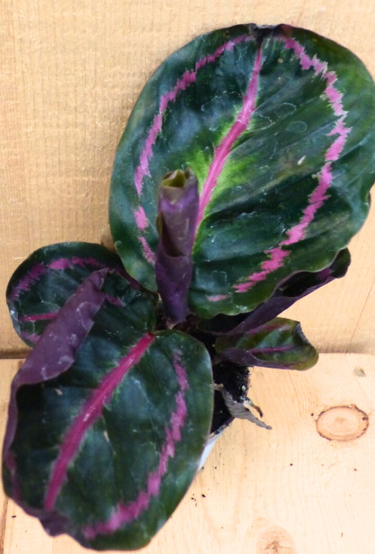 Calathea Surprise Star Pauwenplant groot blad met roze 30 cm kamerplant Warentuin Natuurlijk - Warentuin natuurlijk