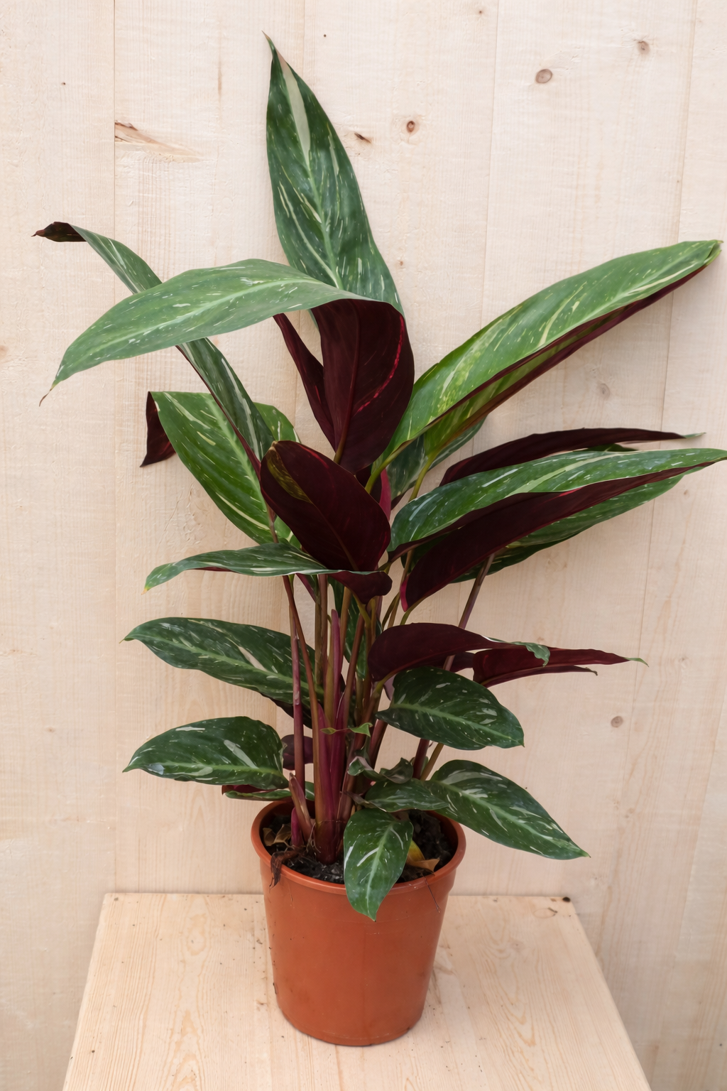 Calathea Trio Star Pauwenplant smal blad met wit 60 cm kamerplant Warentuin Natuurlijk - Warentuin natuurlijk