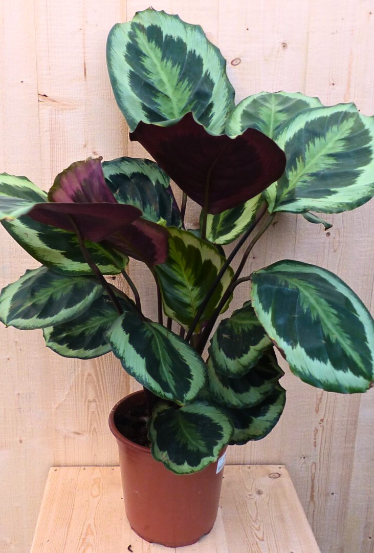 Calathea Medaillon Pauwenplant donkergroen groot blad 60 cm kamerplant Warentuin Natuurlijk - Warentuin natuurlijk