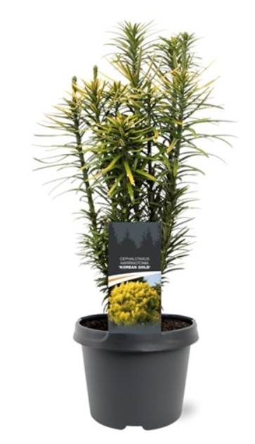 https://cdn.warentuin.nl/media/catalog/product/C/e/Cephalotaxus_harringtonii_Korean_Gold_30_40_cm_Conifeer_Knoptaxus_Warentuin_Nat_d982.png