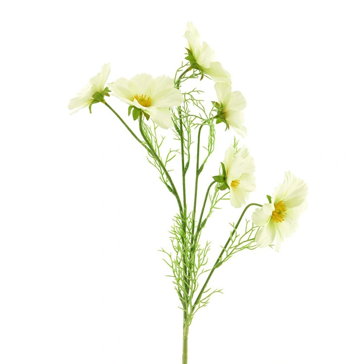 https://cdn.warentuin.nl/media/catalog/product/C/o/Cosmos_Bibi_cream_77_cm__4356.png