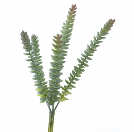 https://cdn.warentuin.nl/media/catalog/product/C/r/Crassula_Hottentot_28_cm_green__b8f1.png