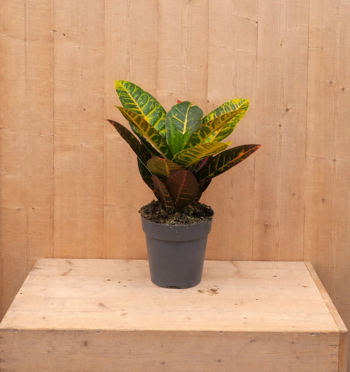 https://cdn.warentuin.nl/media/catalog/product/C/r/Croton_LEVE8149900043300_b220.jpg
