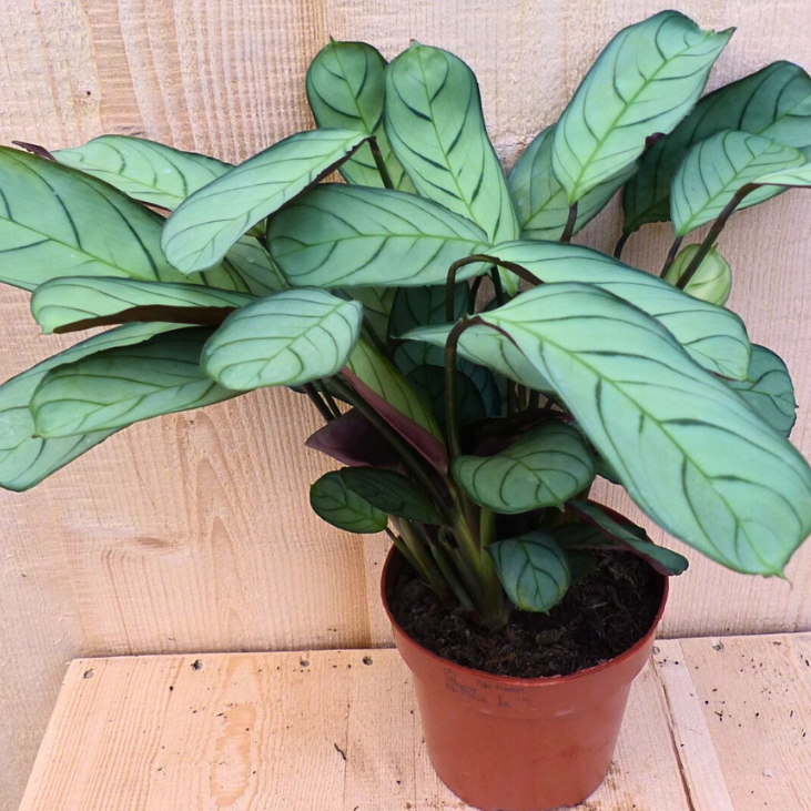 Ctenanthe kamerplant Warentuin Natuurlijk - Warentuin natuurlijk