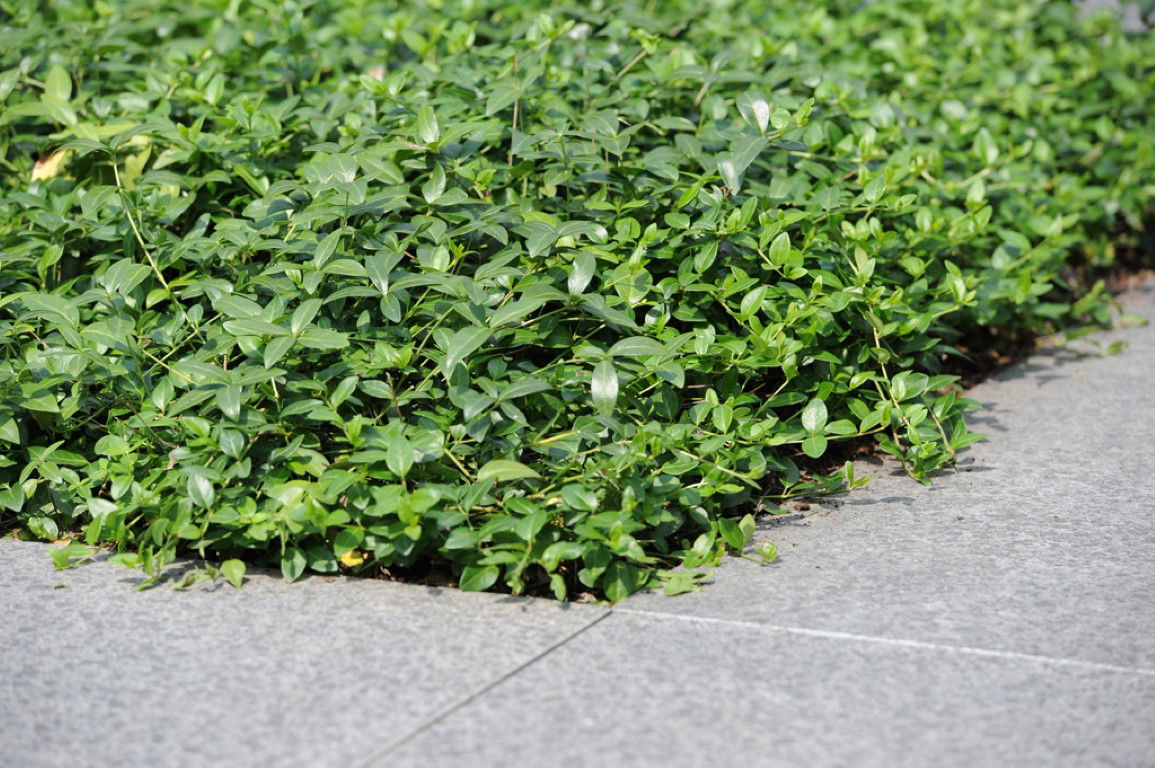 https://cdn.warentuin.nl/media/catalog/product/D/R/DROP6144561336194_2_covergreen_plantenmat_plantenmat_vinca_minor_57x38_cm_93a4.jpg