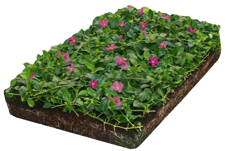 https://cdn.warentuin.nl/media/catalog/product/D/R/DROP6144561336196_3_covergreen_plantenmat_plantenmat_vinca_minor_atropurpurea_5_2c0f.png