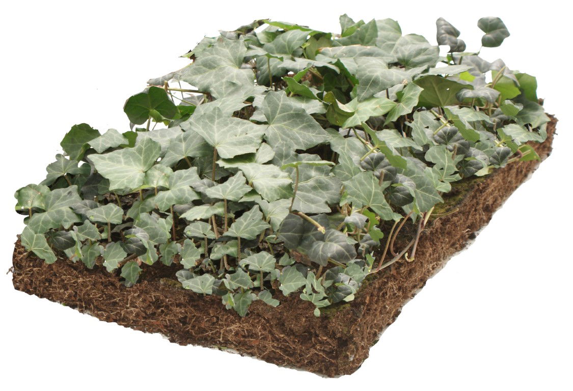 https://cdn.warentuin.nl/media/catalog/product/D/R/DROP6144561336199_3_covergreen_plantenmat_plantenmat_hedera_57x38_cm_58bc.jpg