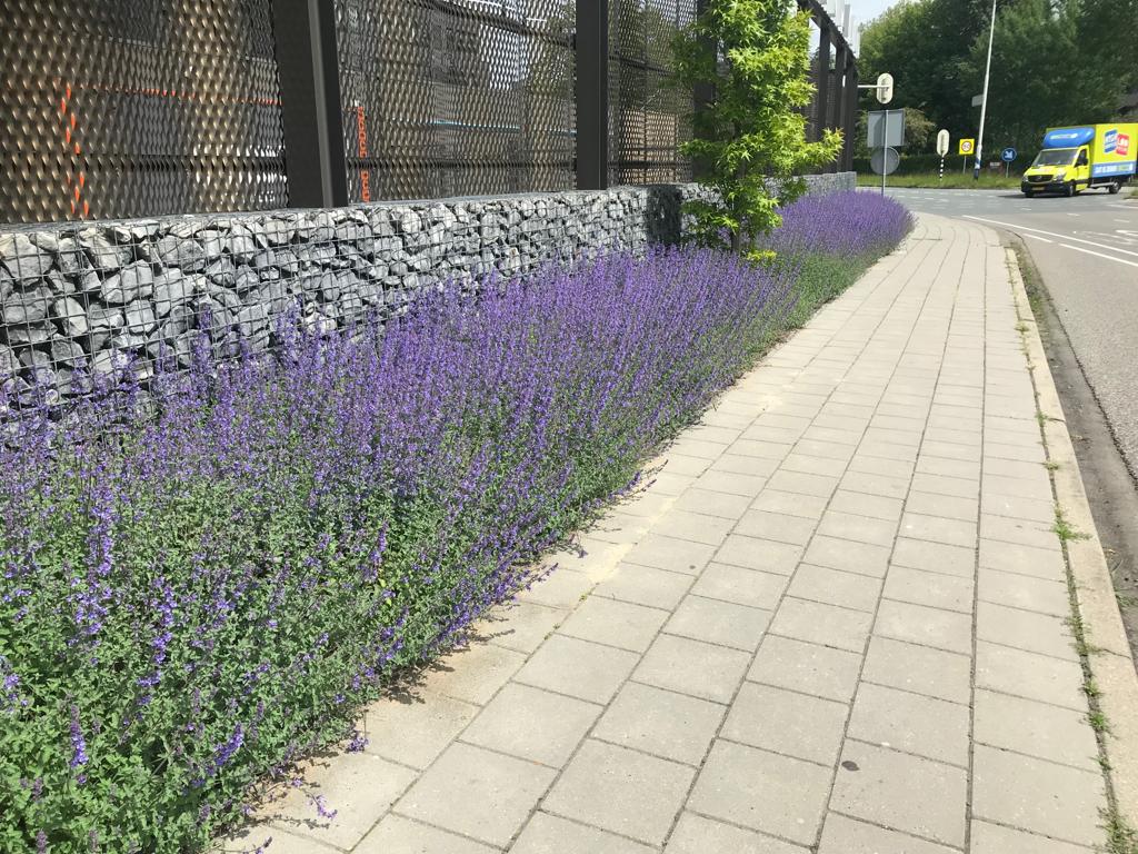 https://cdn.warentuin.nl/media/catalog/product/D/R/DROP6144561336203_2_covergreen_plantenmat_plantenmat_nepeta_57x38_cm_827d.jpg