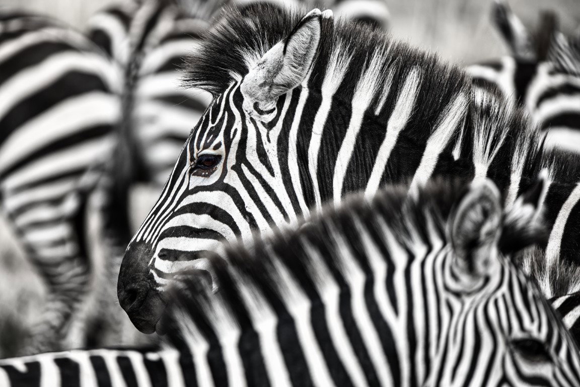 Zebra's zwart wit 130x70 cm tuinposter banner VGDesign - Vgdesign