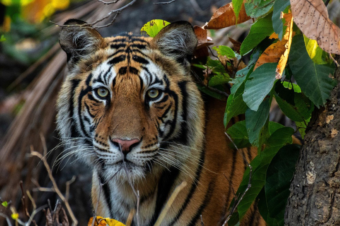 Tijger in jungle 130x70 cm tuinposter banner VGDesign - Vgdesign