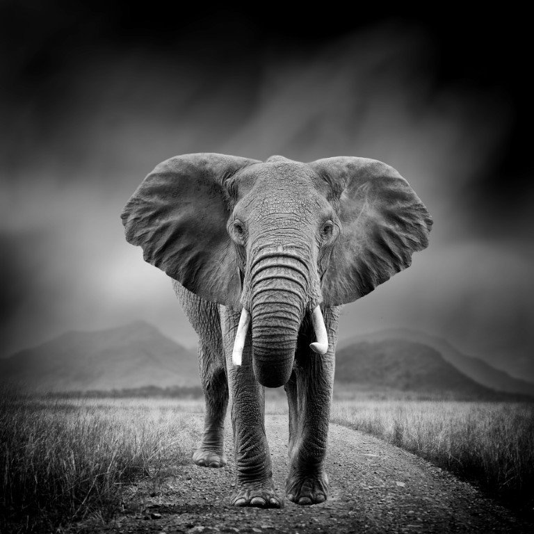 Olifant zwart wit 170x170 cm tuinposter banner VGDesign - Vgdesign