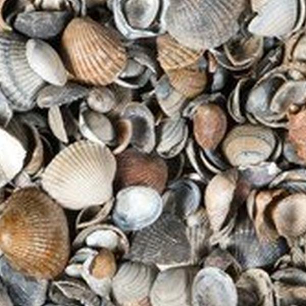 https://cdn.warentuin.nl/media/catalog/product/D/R/DROP8718247590506_01_gardenlux_35_stuks_schelpen_bruin_grijs_8_16_mm_17_liter_g_da7c.jpg
