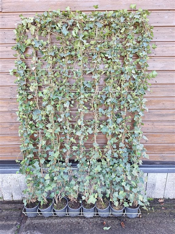 Hedera hibernica III Haag - Hedge to Go