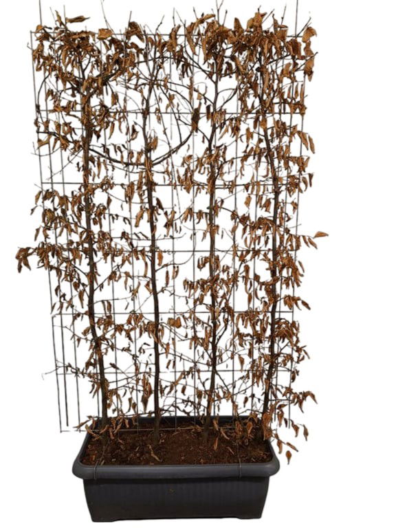 Carpinus betulus Haag - Hedge to Go