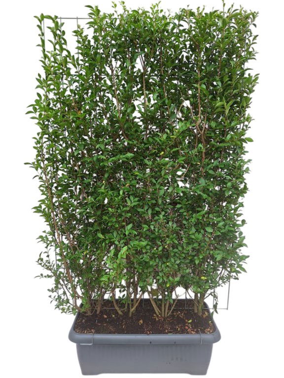 Ligustrum ovalifolium Haag - Hedge to Go