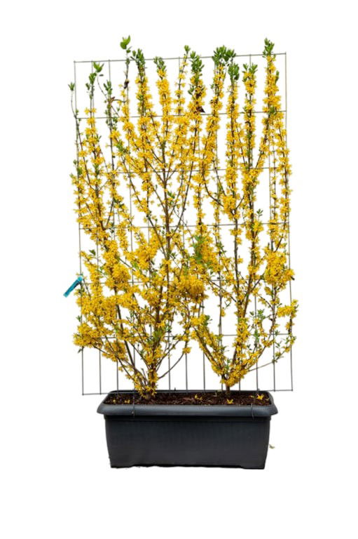 Forsythia int. Lynwood Haag - Hedge to Go