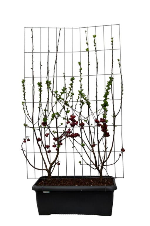 Malus Red Sentinel Haag - Hedge to Go