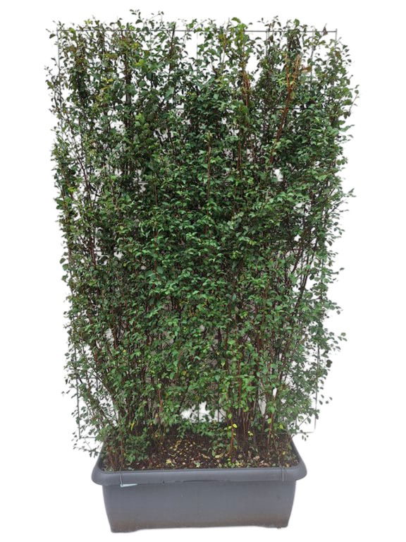 Spiraea vanhouttei Haag - Hedge to Go