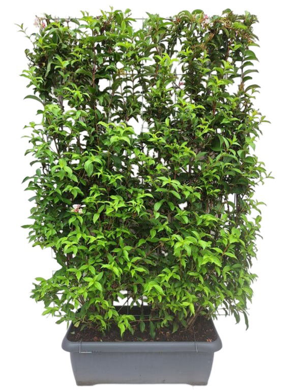 Weigela Abel Carriere Haag - Hedge to Go