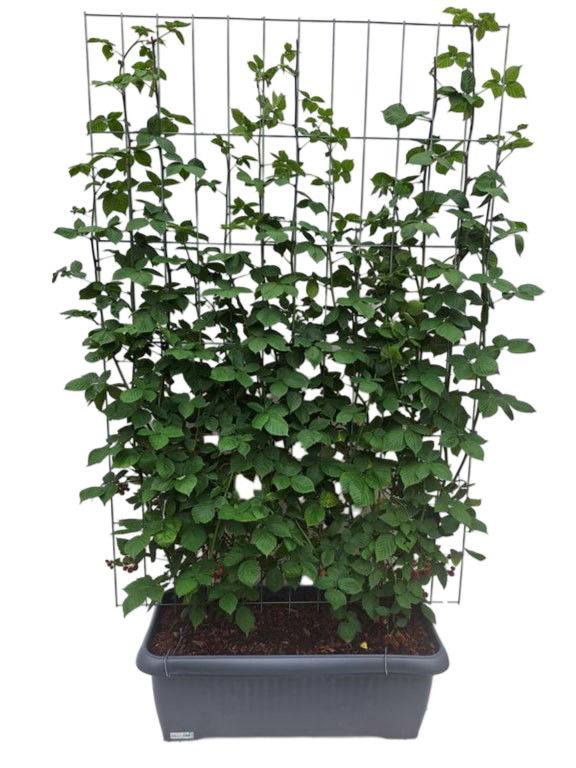 Rubus frut. Black Satin Haag - Hedge to Go