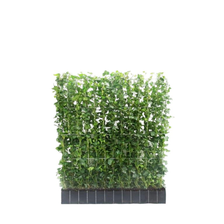 Hedera Hibernica - Klimop - Kant-En-Klaar Haag | 120Cm