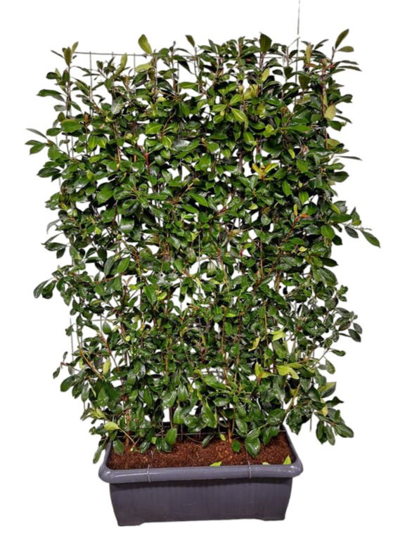 Photinia fraseri Red Robin Haag - Hedge to Go