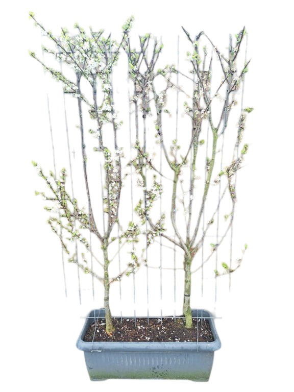 Prunus d. Opal Haag - Hedge to Go