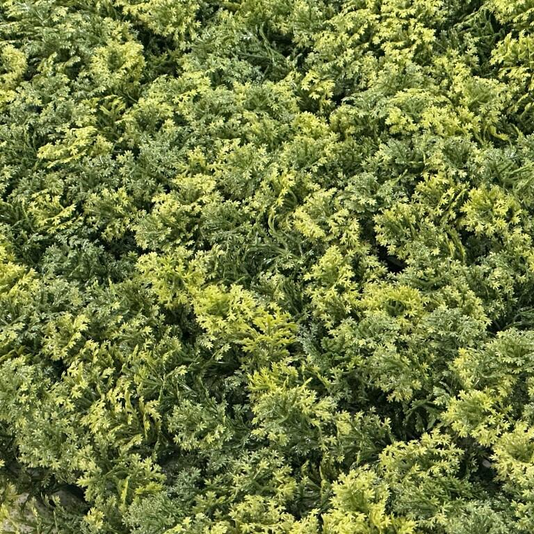 https://cdn.warentuin.nl/media/catalog/product/D/R/DROP8718868807687_01_easylawn_kunstplantenmat_easylawn_kunstplant_8022.jpg
