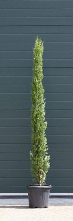 2 stuks! Italiaanse cipresboom Cupressus sempr. Pyramidalis h 187,5 cm boom Warentuin Natuurlijk