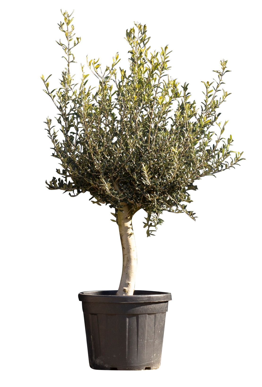 Olijfboom laag vertakt XL Olea europaea 130 cm boom Warentuin Natuurlijk