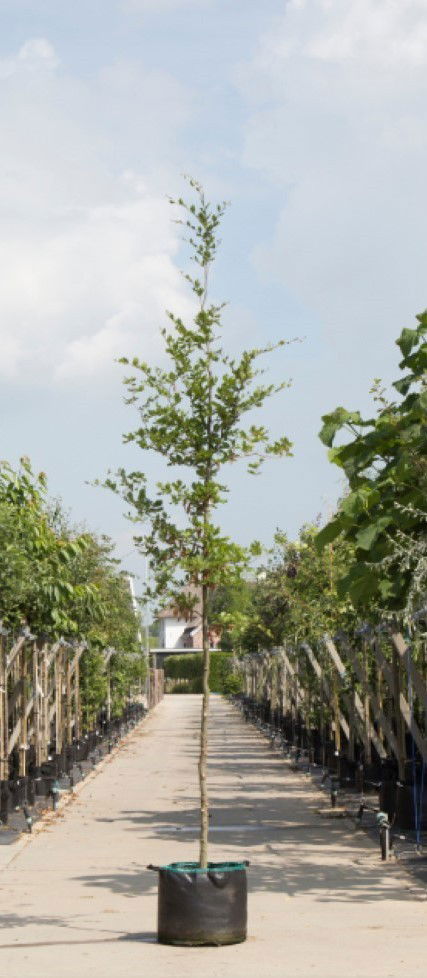 2 stuks! Groenbladige beuk Fagus sylvatica h 250 cm st. omtrek 8 cm boom Warentuin Natuurlijk