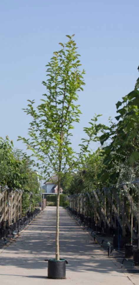 2 stuks! Beverboom Magnolia kobus h 250 cm st. omtrek 8 cm boom Warentuin Natuurlijk