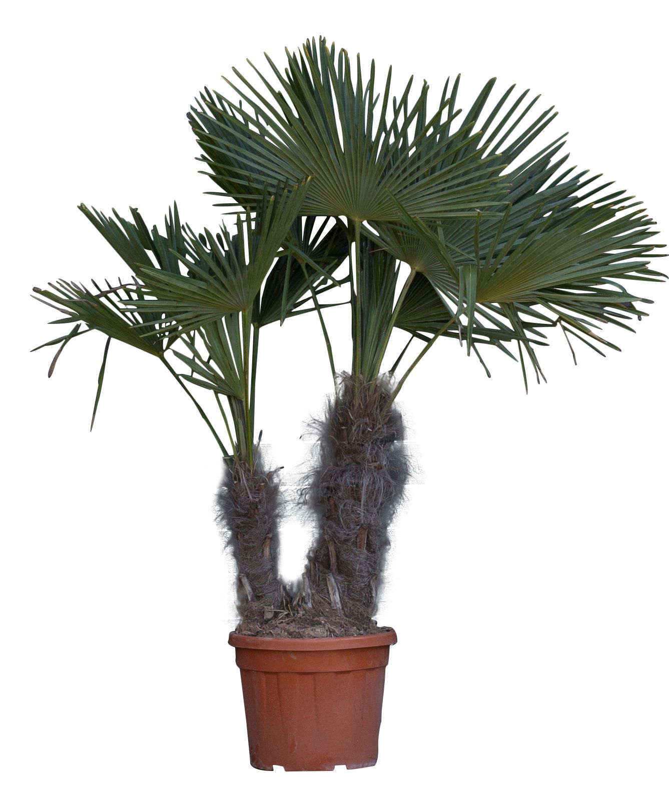 Chinese waaierpalm duostam Trachycarpus fortunei 140 cm Warentuin Natuurlijk