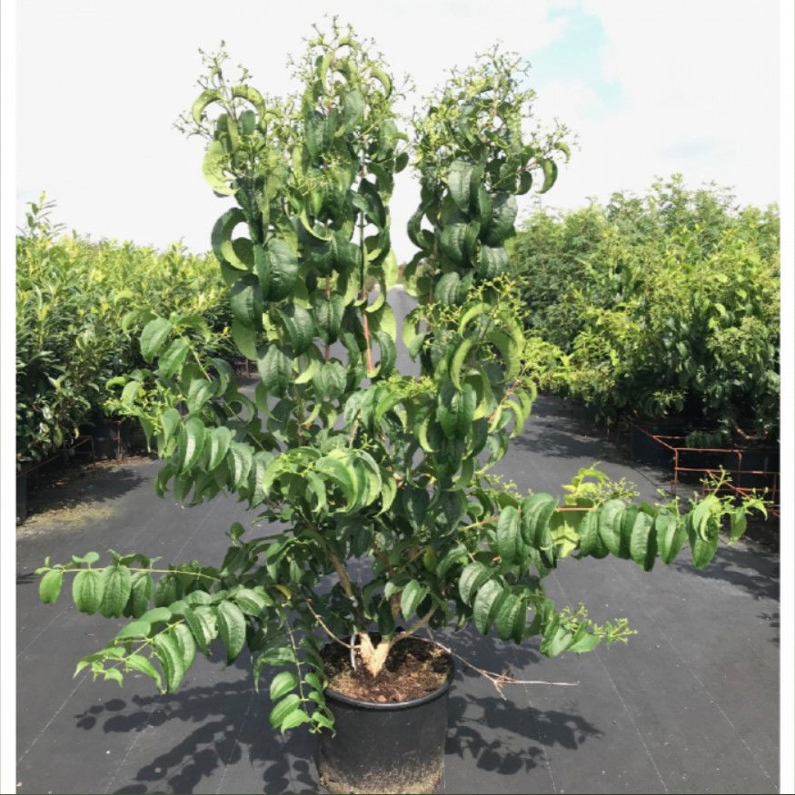 https://cdn.warentuin.nl/media/catalog/product/D/R/DROP8720174428074_Zevenzonenboom_solitair_Heptacodium_Miconioides_0453.jpg