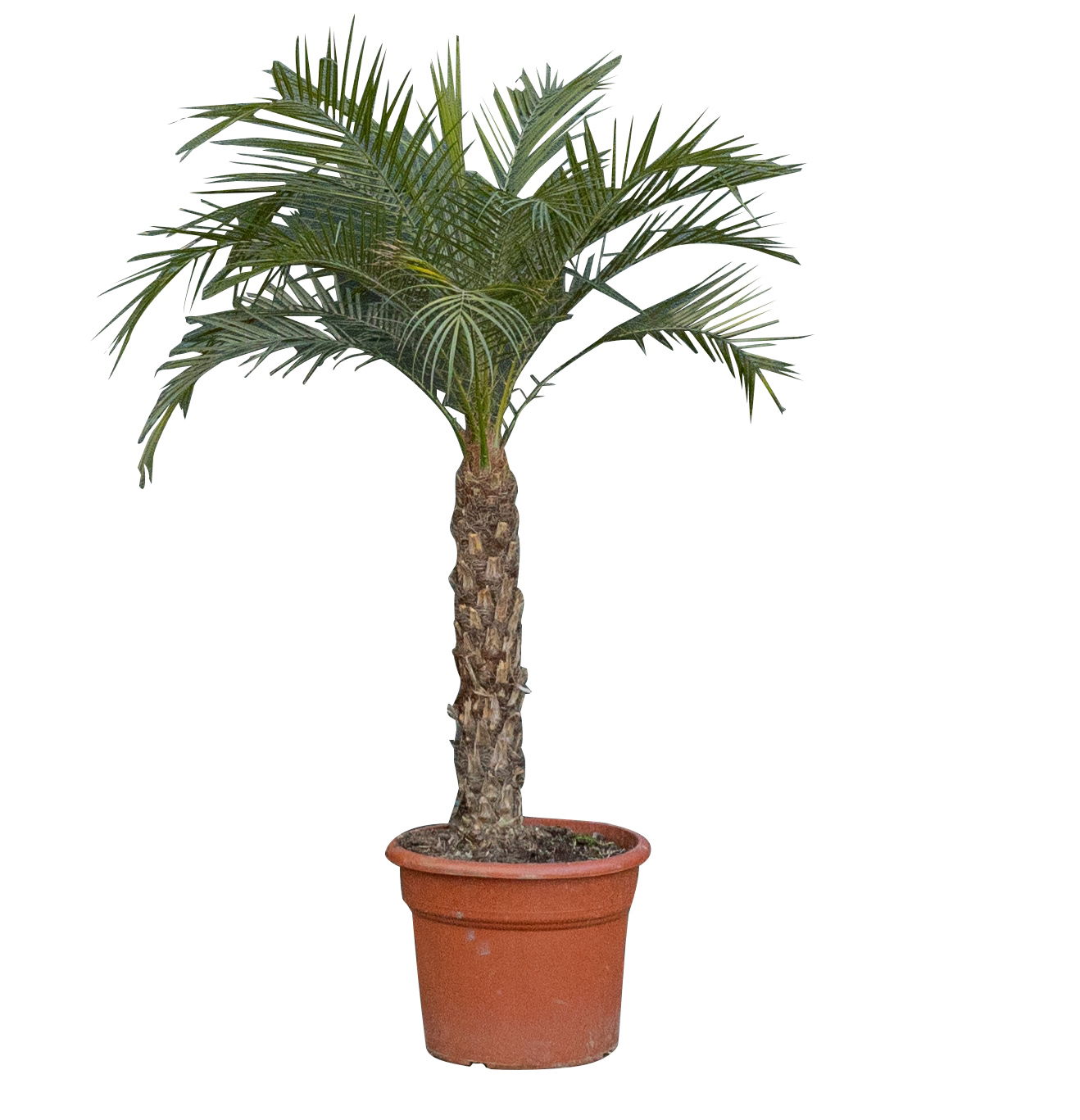 Dwergdadelpalm Phoenix roebelenii 112,5 cm Warentuin Natuurlijk