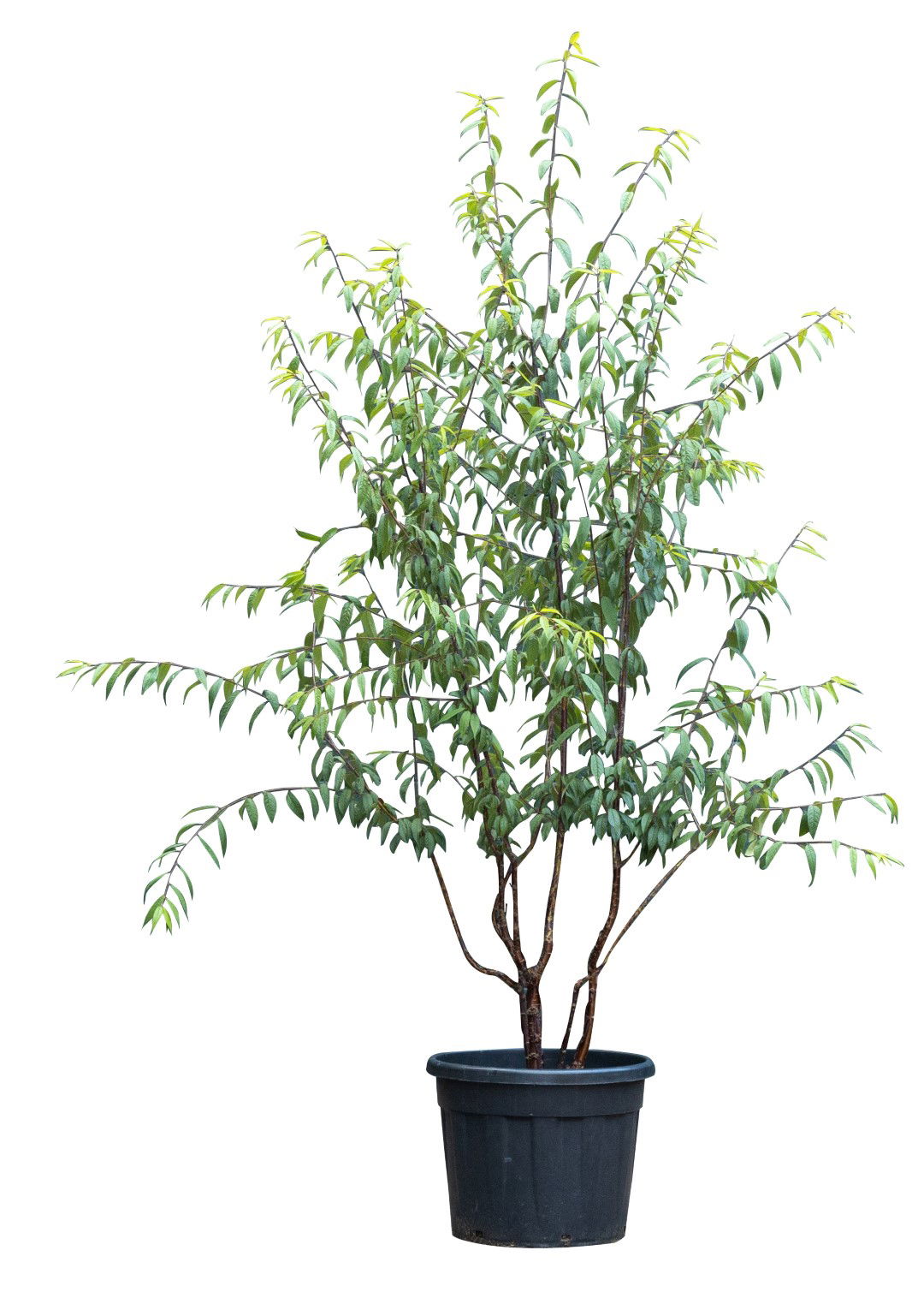 Tibetaanse sierkers meerstammig Prunus serrula 187,5 cm Warentuin Natuurlijk